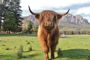 Highland cows and hot tea